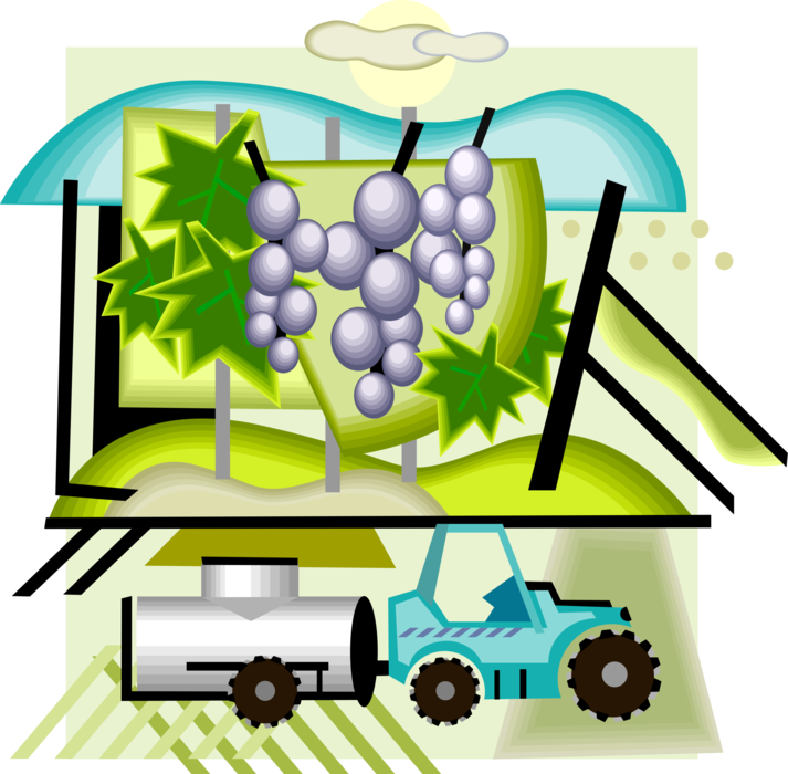 Vector Illustration of Wine Industry Vineyard Wine-Grape Production and Harvesting
