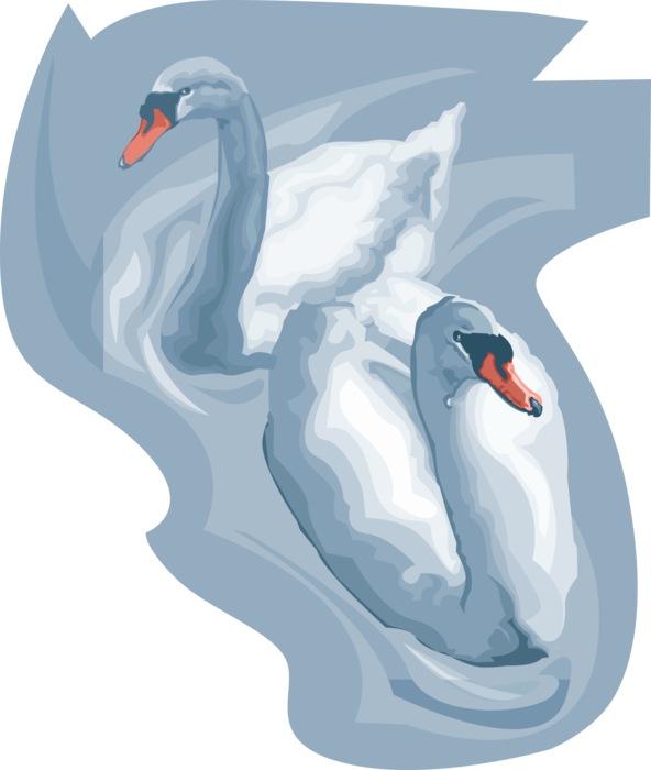 Vector Illustration of Mute Swan Birds Swim in Water