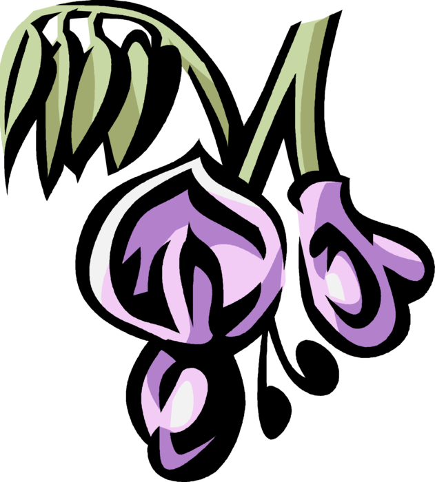 Vector Illustration of Wisteria Botanical Horticulture Flowering Ornamental Garden Plant
