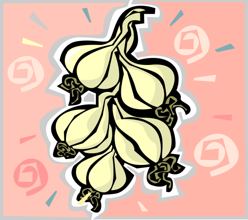 Vector Illustration of Edible Pungent Culinary Bulb Plant Garlic
