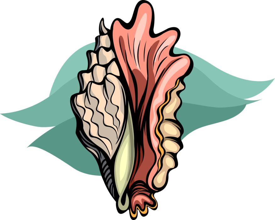 Vector Illustration of Marine Aquatic Mollusk Seashell