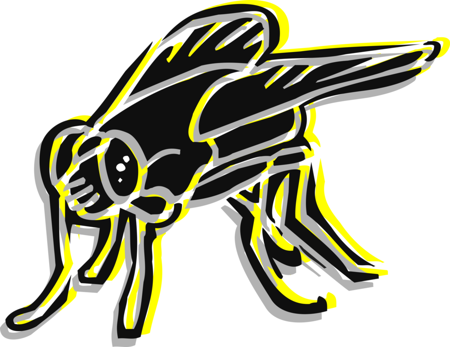 Vector Illustration of Common Housefly Insect Fly
