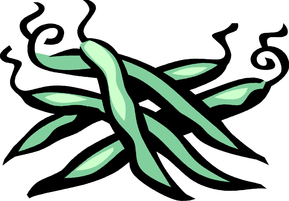 Vector Illustration of Seed-Pod Edible Vegetable Green Bean String Beans