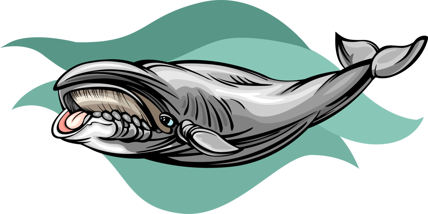 Vector Illustration of Large Baleen Right Whale Marine Mammal with Baleen Plates to Filter Out Food