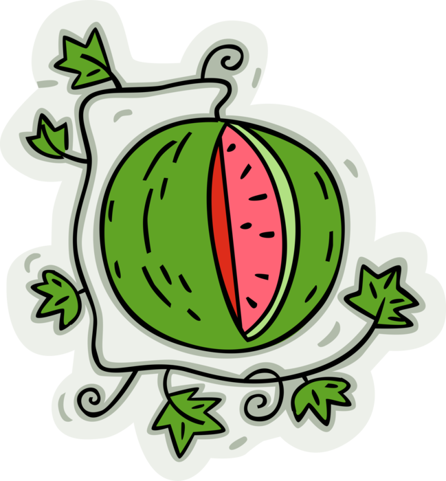 Vector Illustration of Fruit Watermelon on Vine