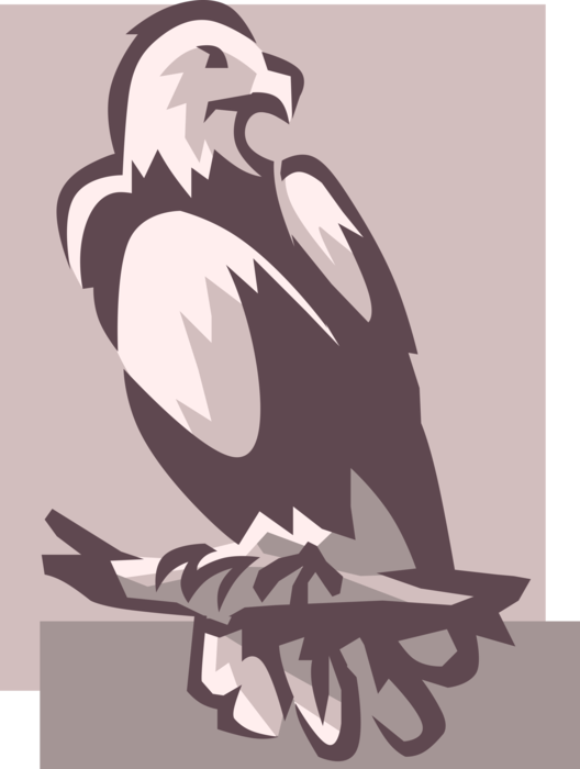 Vector Illustration of United States American Bald Eagle Bird of Prey
