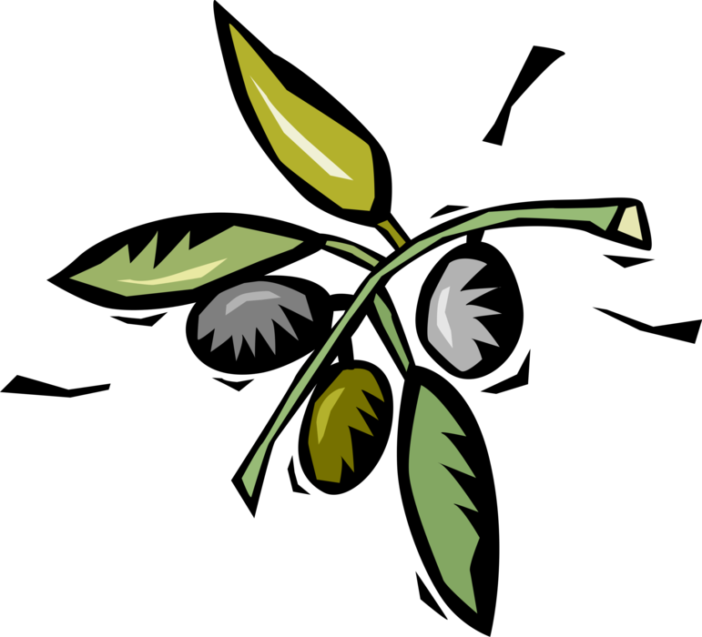 Vector Illustration of Olives Growing on Plant Branch