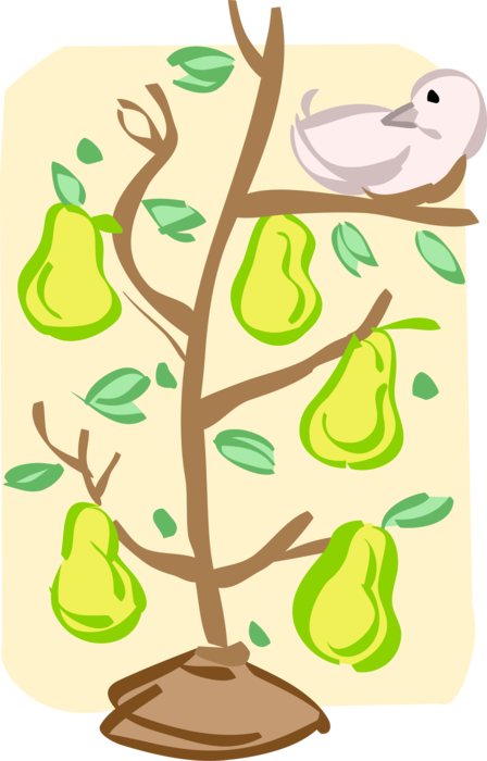 Vector Illustration of Partridge in Pear Tree at Christmas