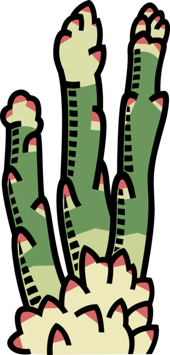 Vector Illustration of Vegetable Asparagus Spears