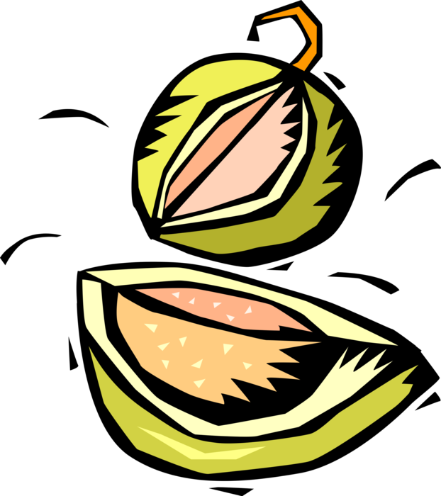 Vector Illustration of Melon Fruits