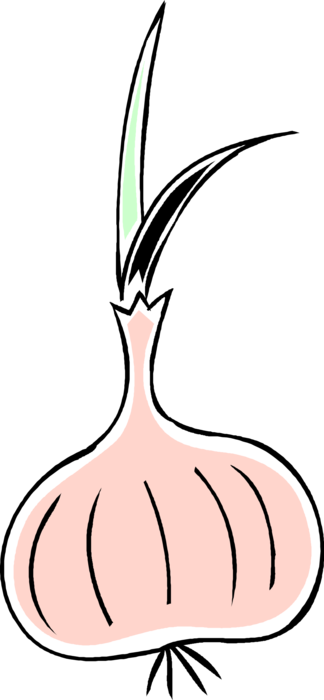 Vector Illustration of Onion Bulb Vegetable