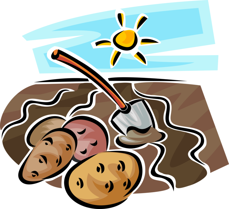 Vector Illustration of Starchy Edible Tuber Cultivated Potatoes in Garden with Shovel Digging