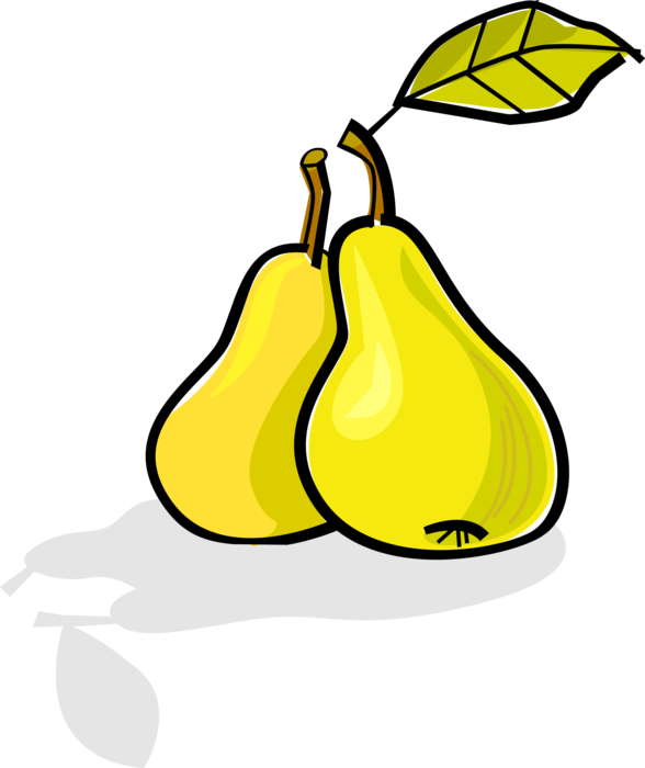 Vector Illustration of Pomaceous Edible Fruit Pears