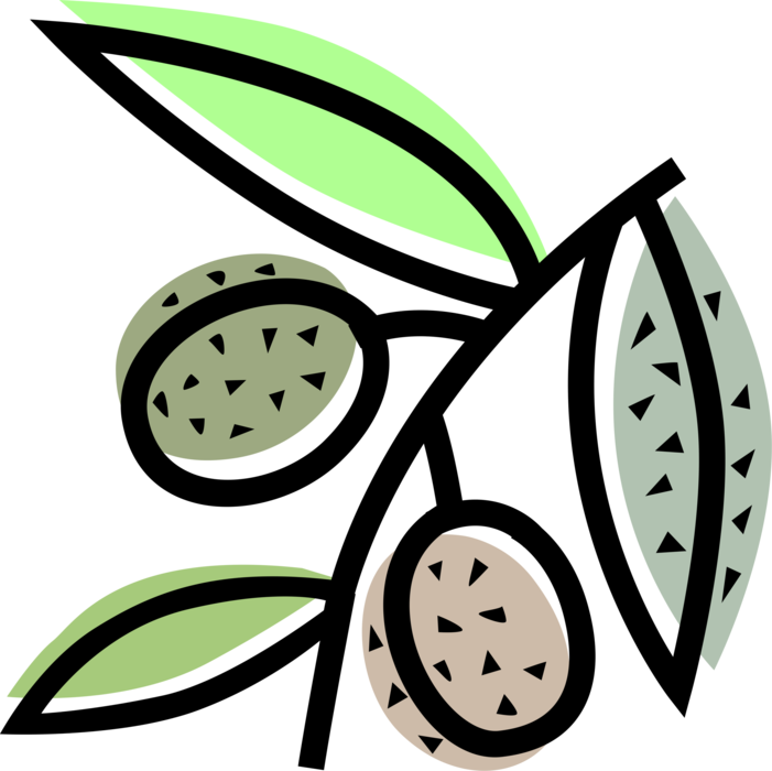 Vector Illustration of Mediterranean Olives Agricultural Crop Source of Virgin Olive Oil
