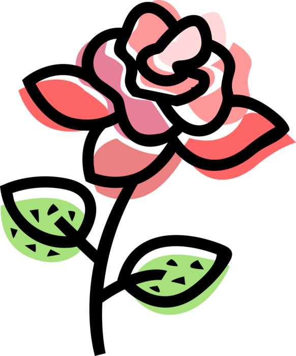Vector Illustration of Botanical Horticulture Rose Garden Flower Perennial Plant