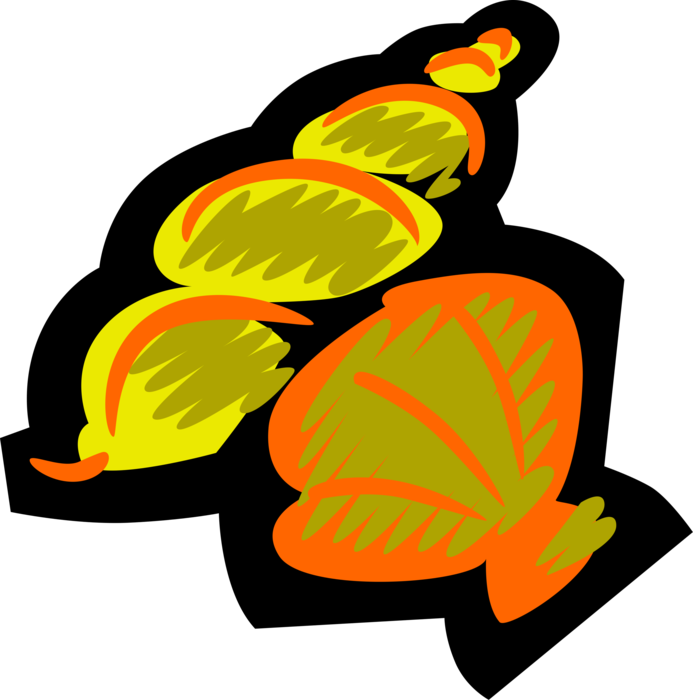 Vector Illustration of Sea Shells Marine Aquatic Mollusk Seashell
