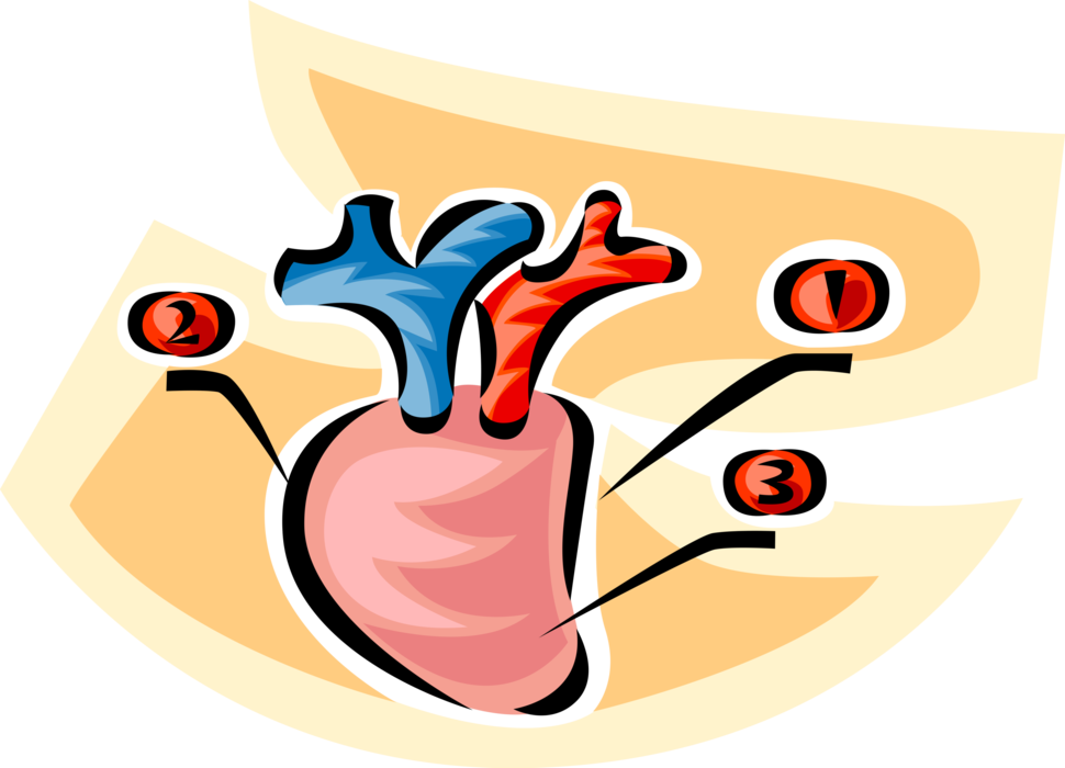 Vector Illustration of Human Heart with Pulmonary Veins and Arteries
