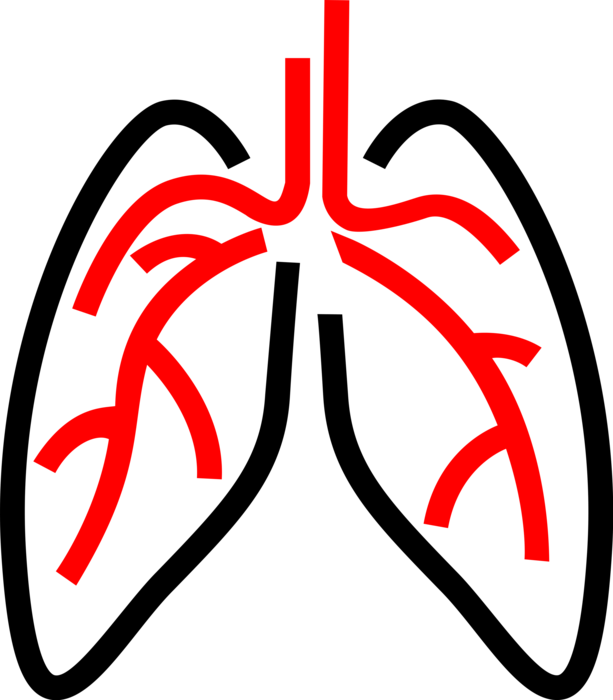 Vector Illustration of Human Lungs Primary Organs of Respiration and Breathing