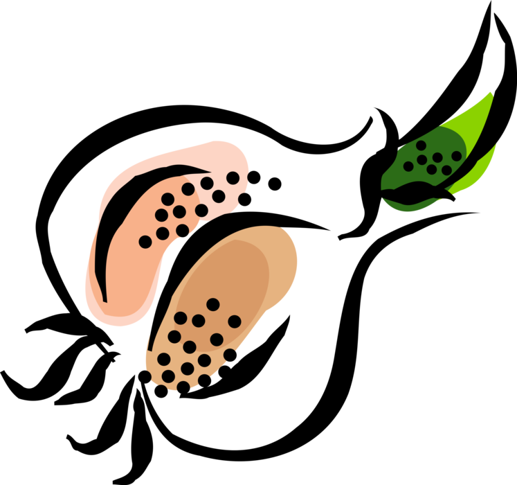 Vector Illustration of Onion Bulb Vegetable