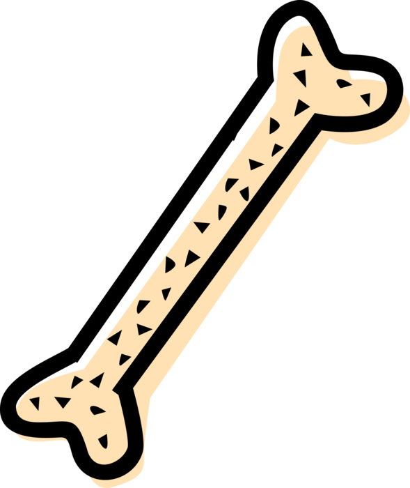 Vector Illustration of Human Bone 