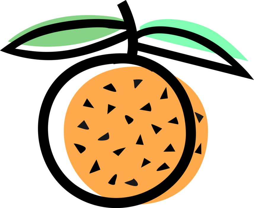 Vector Illustration of Edible Fruit Peach or Nectarine Orange