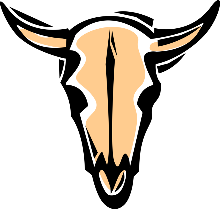Vector Illustration of Cattle Cow Steer Skull with Horns