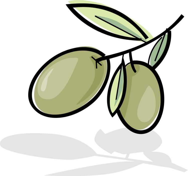 Vector Illustration of Olives Growing on Plant Branch