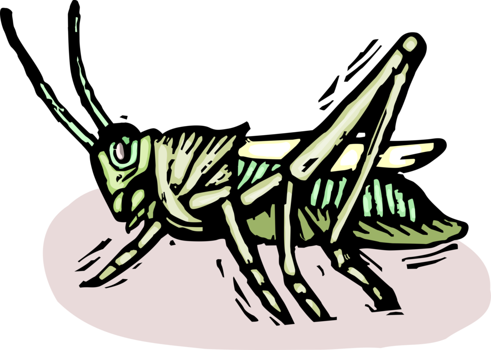 Vector Illustration of Ground-Dwelling Grasshopper Insect