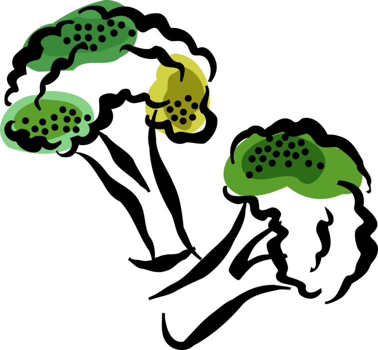 Vector Illustration of Broccoli Edible Garden Vegetable with Flowering Head