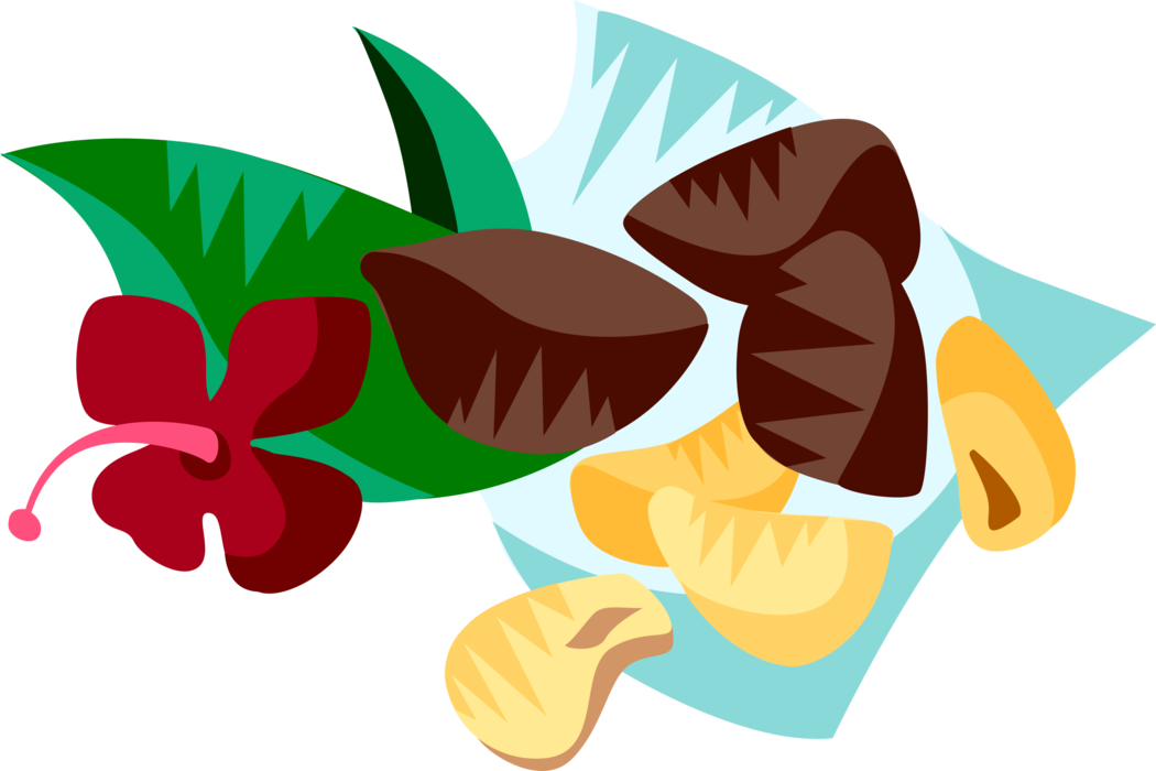 Vector Illustration of Brazil Nuts Hard-Shelled Edible Seed