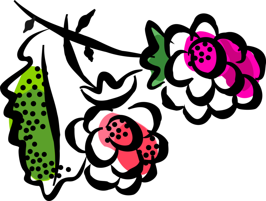 Vector Illustration of Bramble Fruit Raspberry Edible Fruit