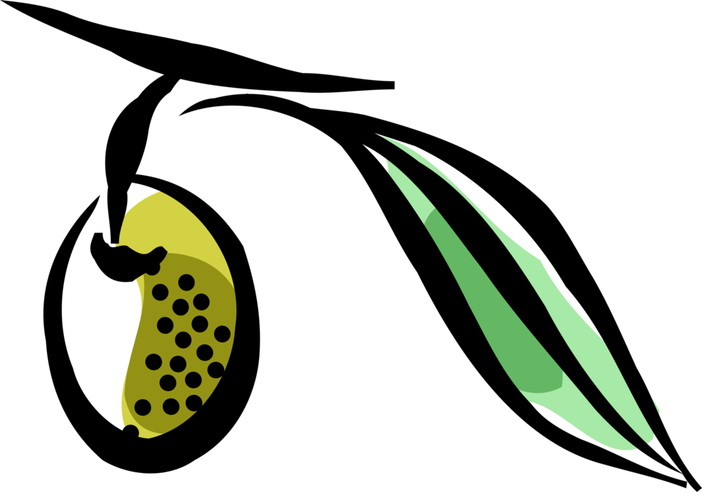 Vector Illustration of Olive Branch with Olive