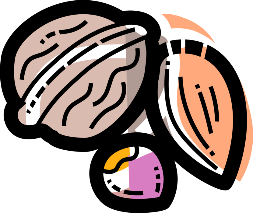 Vector Illustration of Hard Shell Edible Seed Nut
