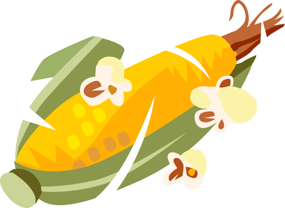 Vector Illustration of Corn on the Cob Maize Husk Grain Plant with Popcorn