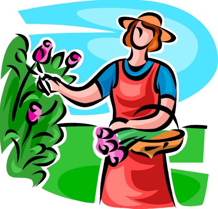 Vector Illustration of Gardener Picks Rose Flowers in Garden
