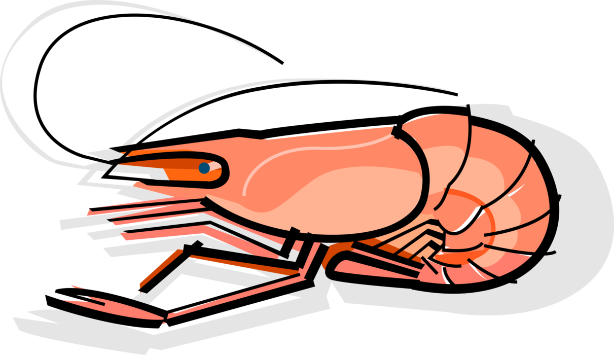 Vector Illustration of Cooked Decapod Crustacean Prawn Shrimp Seafood
