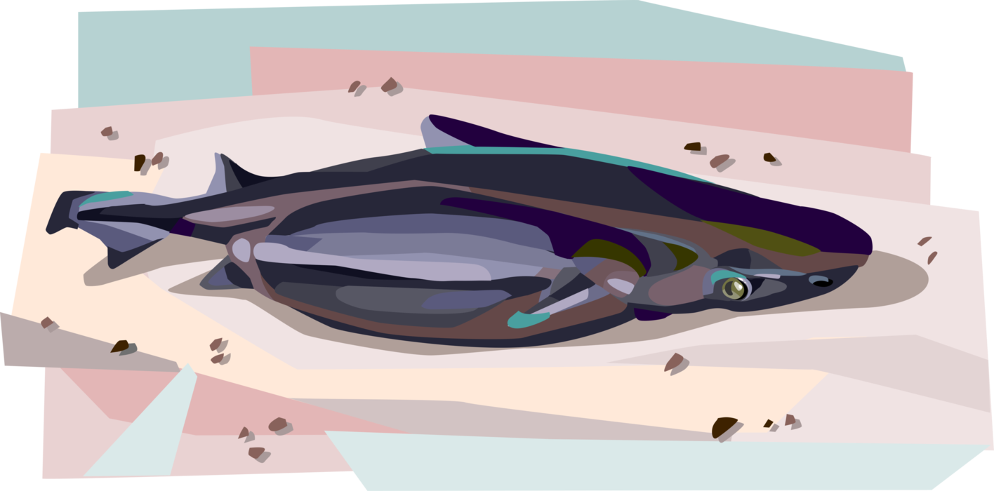 Vector Illustration of Iceland's River Svartá Svarta Brown Trout Fishing Fish