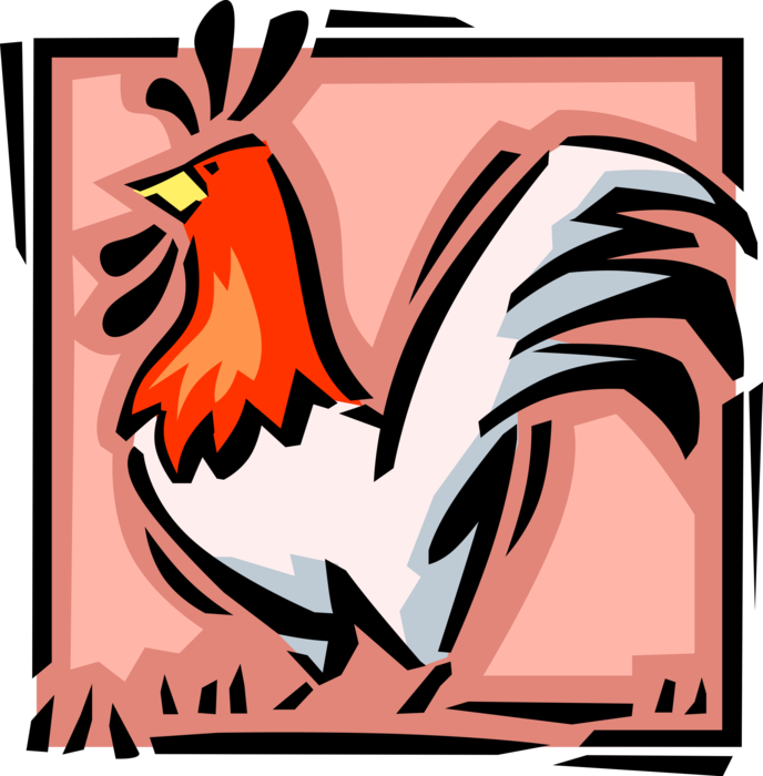 Vector Illustration of Domesticated Fowl Male Chicken Rooster or Cockerel Bird