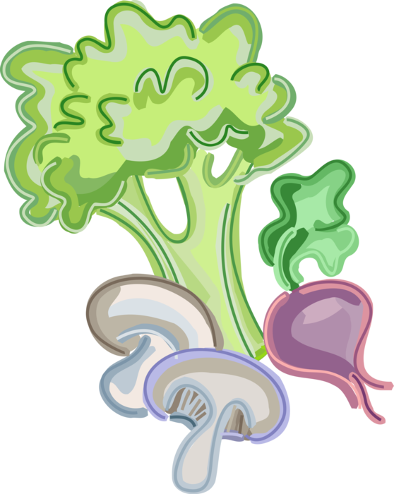 Vector Illustration of Fresh Garden Vegetable Broccoli with Mushrooms and Beet