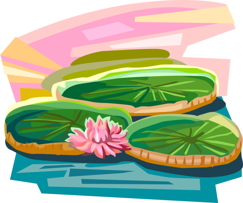 Vector Illustration of Vitória Régia Water Lilies, Native to Amazon River Basin, Brazil