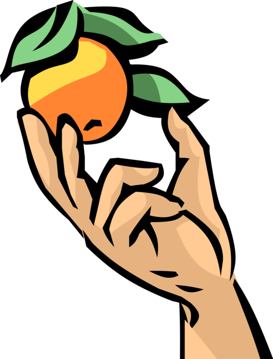 Vector Illustration of Hand Picks Citrus Orange from Orchard Tree