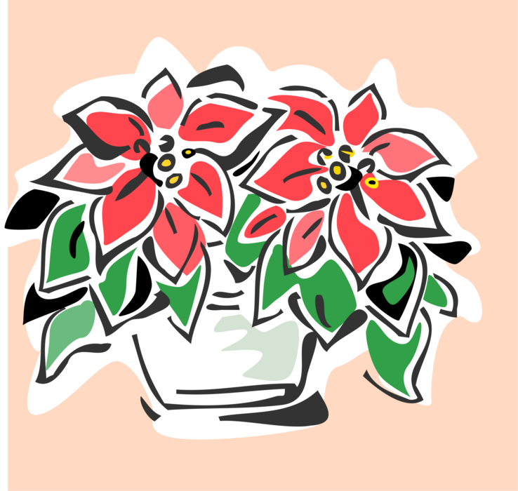 Vector Illustration of Poinsettia Traditional Christmas Flowering Plant with Red and Green Foliage
