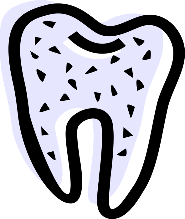 Vector Illustration of Human Dental Molar Tooth with Roots