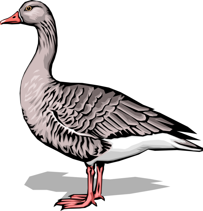Vector Illustration of Feathered Waterfowl White Goose