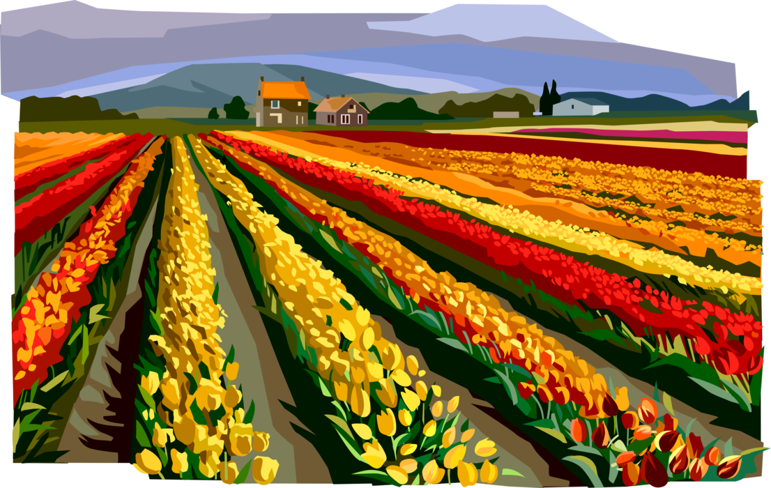 Vector Illustration of Fields of Flowers, Netherlands, Holland