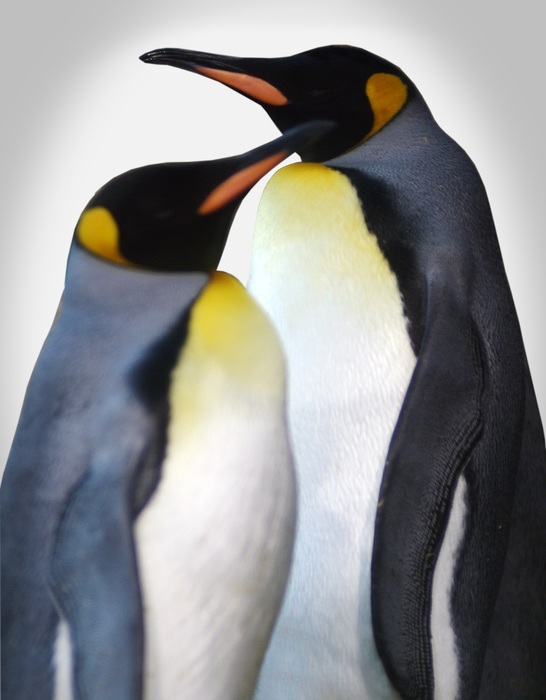 Two Penguins in Love